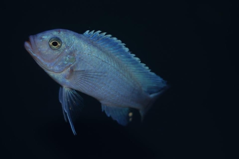 Maylandia callainos 'Nakantenga Reef'